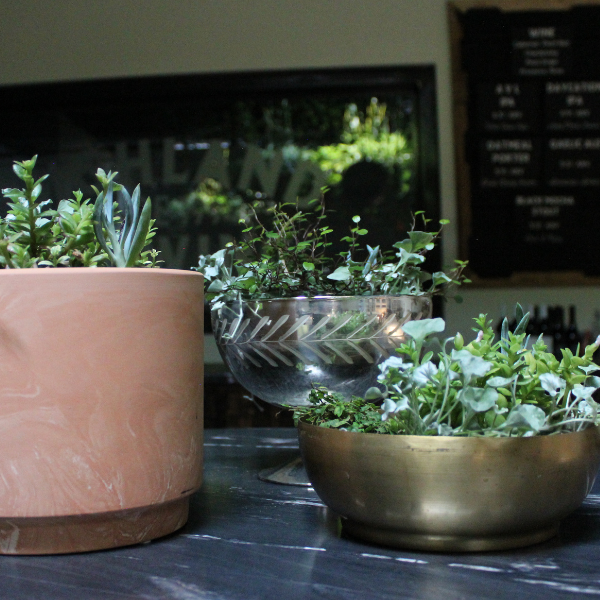 Cone Shaped terrarium on Tree Slab