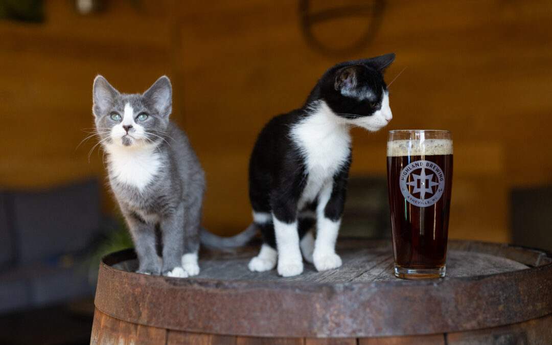 Thirst for Good Partner Highlight: Asheville Humane Society