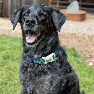 Chaco Dog Collar