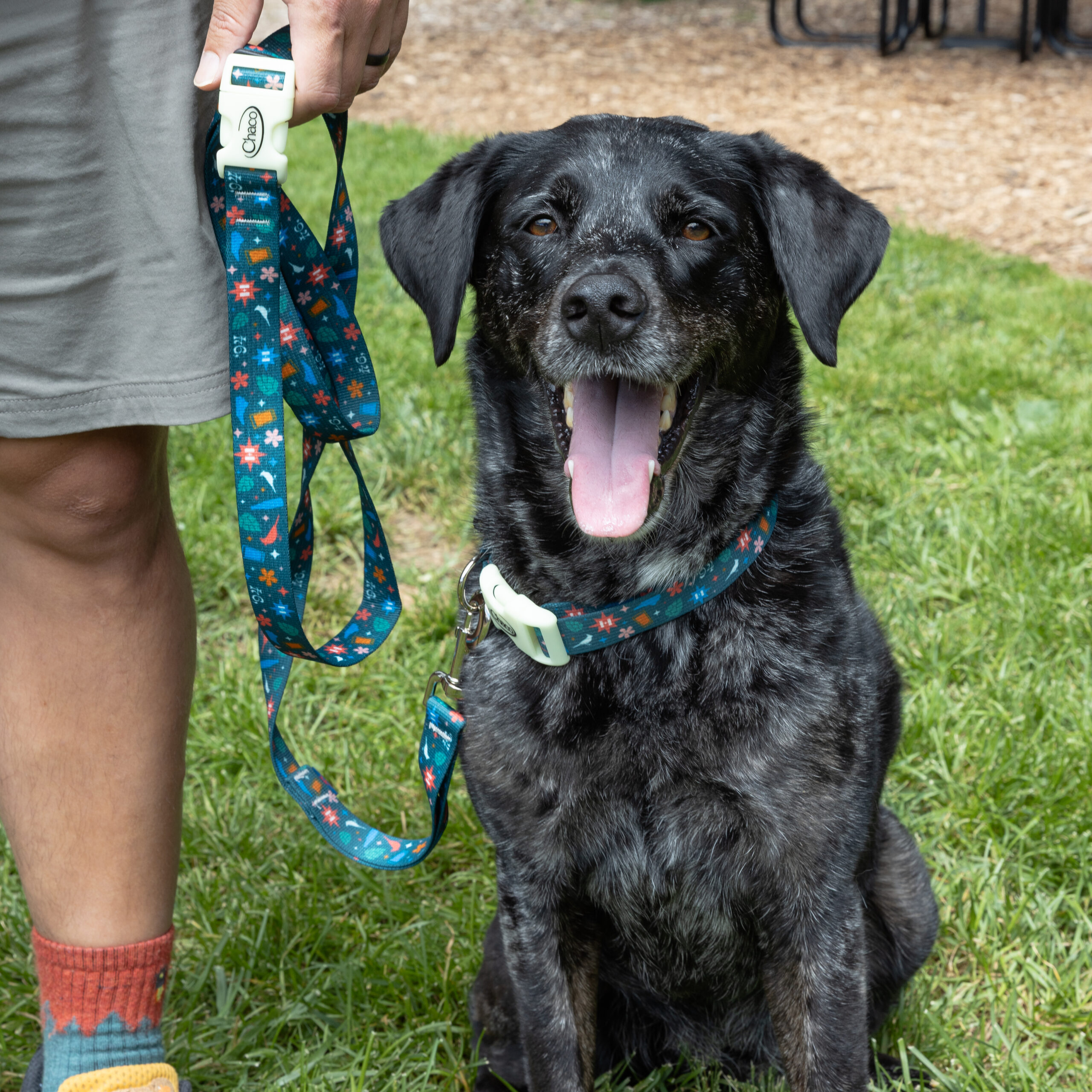 Chaco Dog Collar - Image 5
