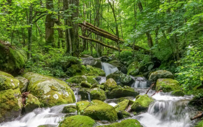 Thirst for Good Partner: Southern Appalachian Highlands Conservancy
