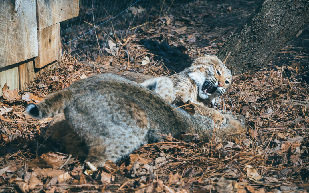 Thirst for Good Partner Highlight: The WNC Nature Center